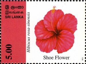 Colnect-2409-713-Shoe-flower.jpg