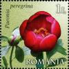 Colnect-1102-498-Peonies.jpg