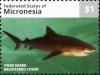 Colnect-5727-264-Tiger-shark.jpg