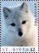 Colnect-6303-959-Arctic-fox.jpg