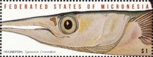 Colnect-5782-062-Houndfish.jpg