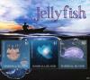 Colnect-6219-163-Jellyfish.jpg