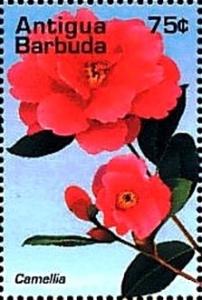 Colnect-4116-678-Camellia.jpg