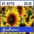 Colnect-6314-367-Sunflowers.jpg