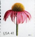 Colnect-887-796-Coneflower.jpg