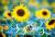 Colnect-6314-373-Sunflowers.jpg