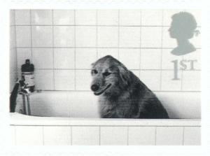 Colnect-123-457-Dog-in-Bath.jpg