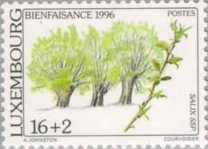 Colnect-134-980-Salix-ssp.jpg