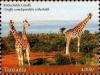 Colnect-4967-859-Giraffes.jpg