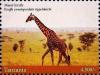 Colnect-4967-860-Giraffes.jpg