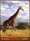 Colnect-4967-865-Giraffes.jpg