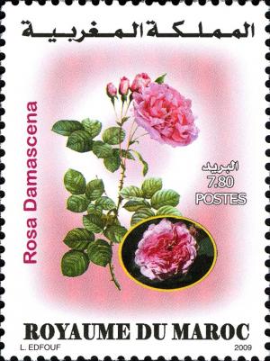 Colnect-617-498-Damask-Rose.jpg