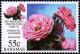 Colnect-4135-048-Barrel-pink.jpg