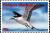 Colnect-4121-395-Sooty-tern.jpg