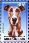 Colnect-5661-598-Greyhound.jpg