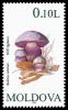 Colnect-516-399-Mushrooms.jpg