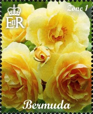Colnect-2789-090-Rose.jpg