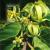 Colnect-6207-159-Ylang-Ylang.jpg