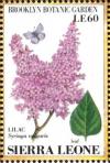 Colnect-4207-978-Lilac-Syringa-vulgaris.jpg