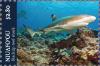 Colnect-6070-529-Blacktip-Reef-Shark.jpg