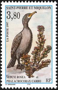 Colnect-2883-946-Great-Cormorant-Phalacrocorax-carbo-Stonecrop-Sedum-rose.jpg