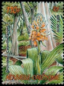 Colnect-859-553-Orchid-eacute-a-Calanthe-langel.jpg