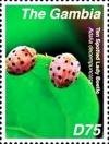 Colnect-3611-914-Ten-spotted-Ladybird-Adalia-decempunctata.jpg