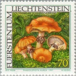 Colnect-133-028-Phaeolepiota-aurea.jpg