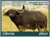 Colnect-5758-256-African-Buffalo.jpg
