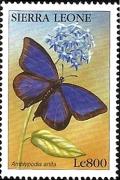Colnect-2560-491-Purple-Leaf-Blue-Amblypodia-anita.jpg