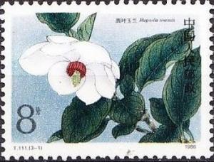 Colnect-2350-033-Magnolia-sinensis.jpg