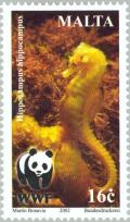 Colnect-131-505-Long-snouted-Seahorse-Hippocampus-guttulatus.jpg
