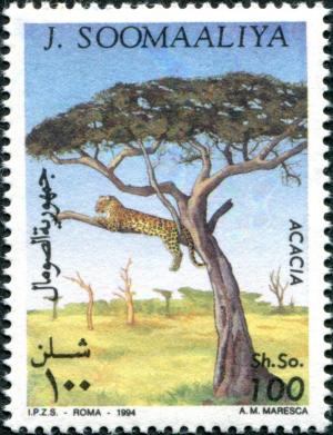Colnect-4947-848-Cheetah-in-an-Acacia-Tree.jpg