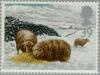 Colnect-122-803-Welsh-Mountain-Sheep-Ovis-ammon-aries.jpg