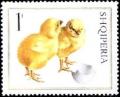 Colnect-1408-328-Chicks-Gallus-gallus-domesticus.jpg