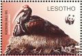 Colnect-1725-604-Southern-Bald-Ibis-Geronticus-calvus.jpg