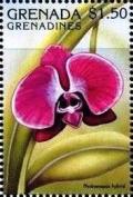 Colnect-4385-427-Phalaenopsis-hybrid.jpg