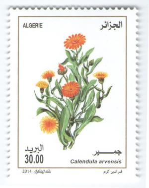 Colnect-1983-007-Calendula-arvensis.jpg