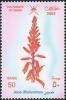 Colnect-1541-182-Aloe-dhufarensis.jpg