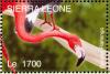 Colnect-1618-013-American-Flamingo-Phoenicopterus-ruber.jpg