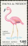 Colnect-3613-541-American-Flamingo-Phoenicopterus-ruber.jpg