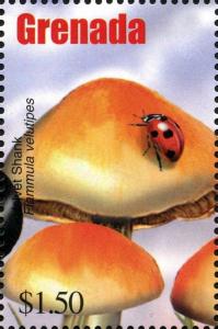 Colnect-3076-991-Flammulina-velutipes.jpg