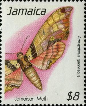 Colnect-3686-850-Moth-Amplypterus-gannascus.jpg