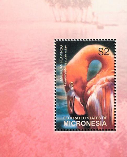 Colnect-1620-602-American-Flamingo-Phoenicopterus-ruber.jpg