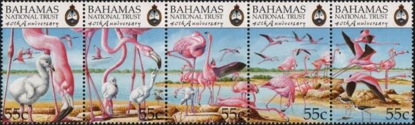 Colnect-3522-774-American-Flamingo-Phoenicopterus-ruber.jpg