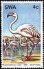 Colnect-5207-317-American-Flamingo-Phoenicopterus-ruber.jpg