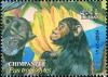 Colnect-1592-487-Chimpanzee-Pan-troglodytes.jpg