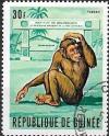 Colnect-2584-542-Chimpanzee-Pan-troglodytes.jpg