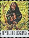Colnect-3459-142-Chimpanzee-Pan-troglodytes.jpg