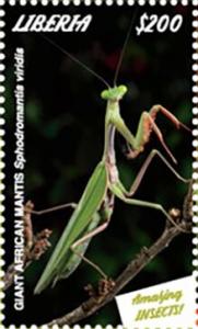 Colnect-5727-022-Giant-African-Mantis.jpg